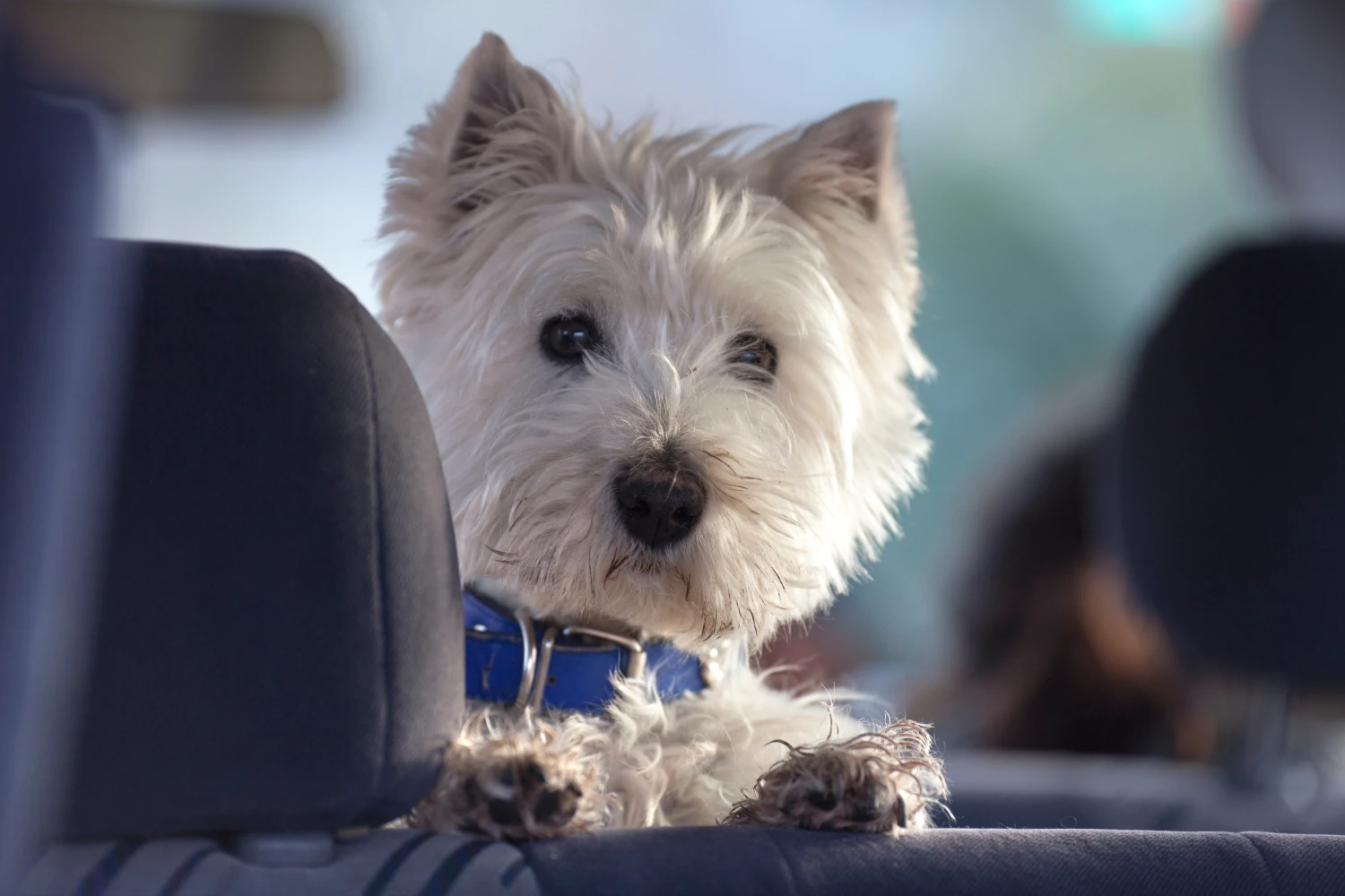 Hyundai Santa Fe Dog Safety Belt for West Highland Terriers