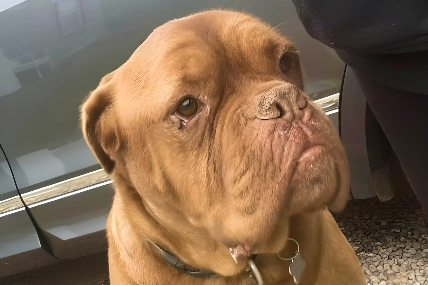 Buick Encore back seat cover for Dogues de Bordeaux