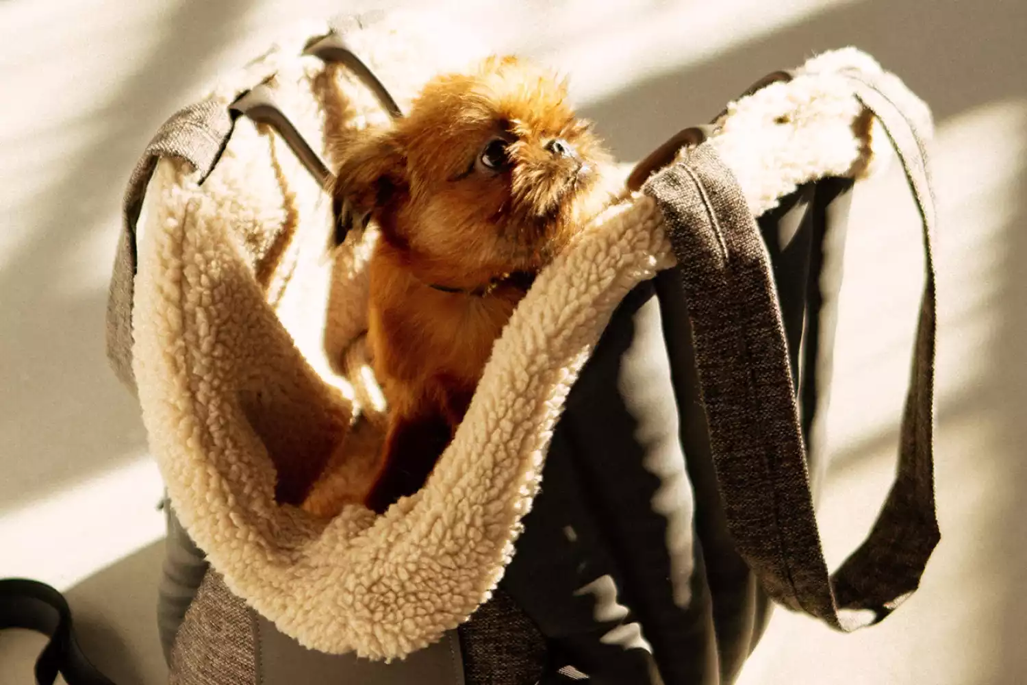 Dog Carrier Purse for Toy Labradoodle