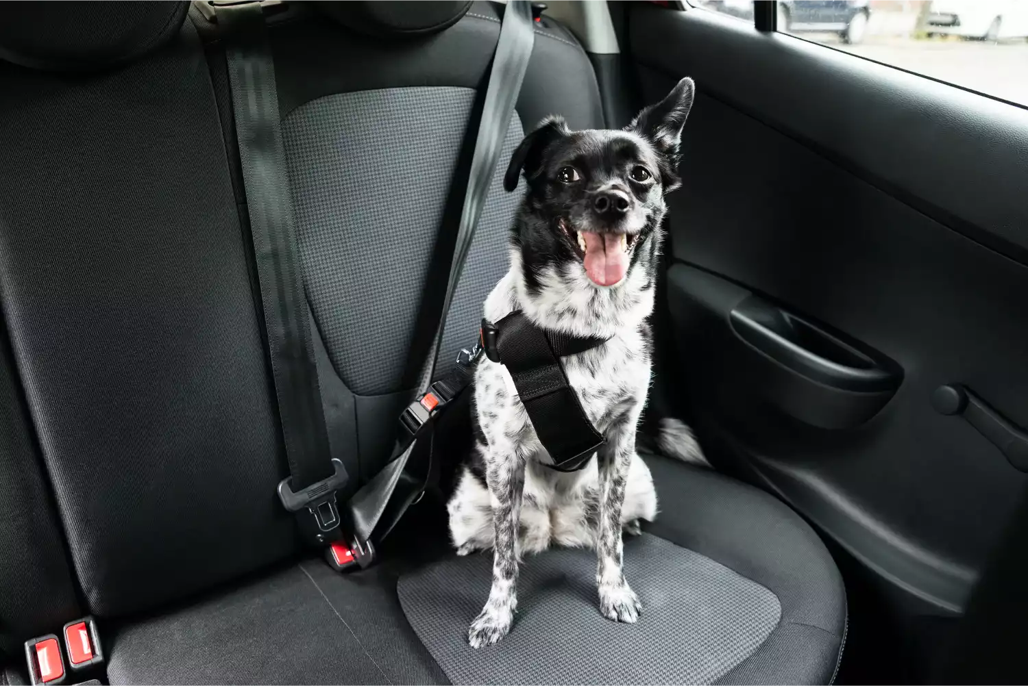 Chevrolet Malibu Dog Car Seat Belt for Portuguese Water Dogs