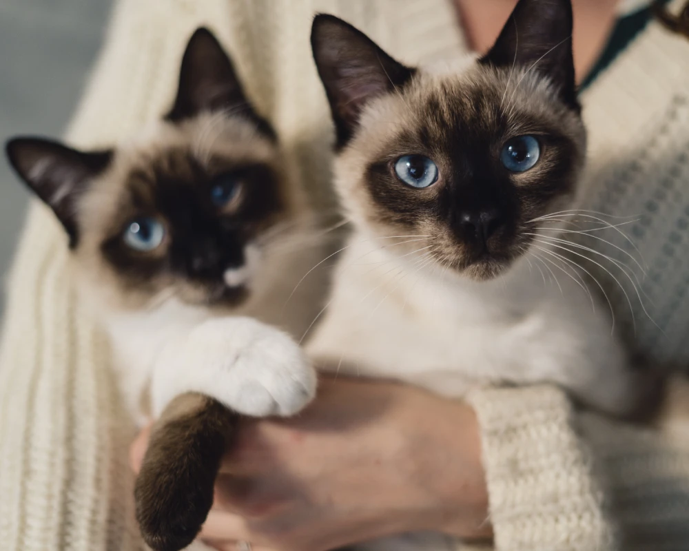 dog feeder with camera